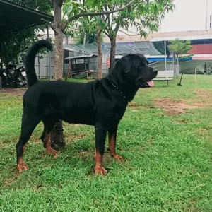 Mua Bán Chó Rottweiler thuần chủng
