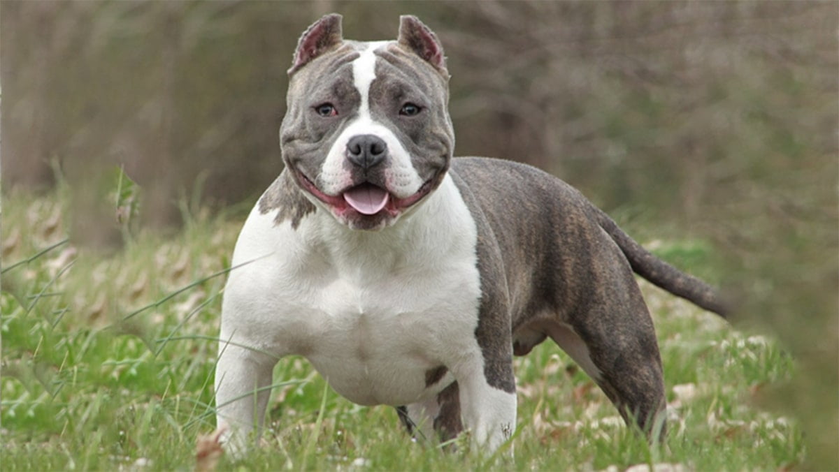 nội dung khóa huấn luyện chó pitbull
