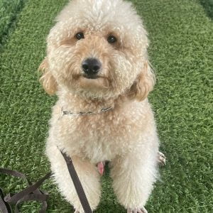 Dịch Vụ Mua Bán Chó Các Loại